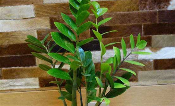 盆栽金錢樹怎么養(yǎng)？