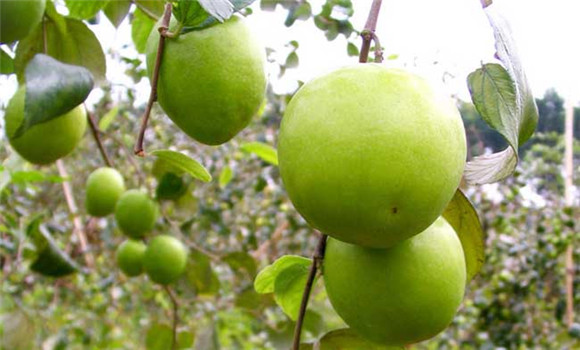 青棗的產地在哪里