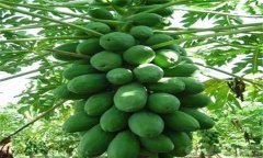 木瓜種植條件主要有哪些？