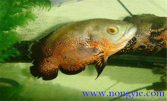 地圖魚(yú)不吃食怎么辦