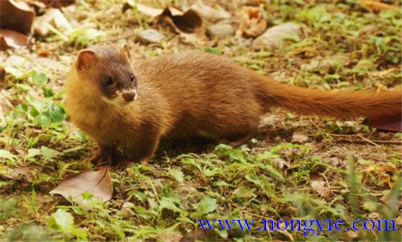 黃鼠狼是國(guó)家保護(hù)動(dòng)物嗎？