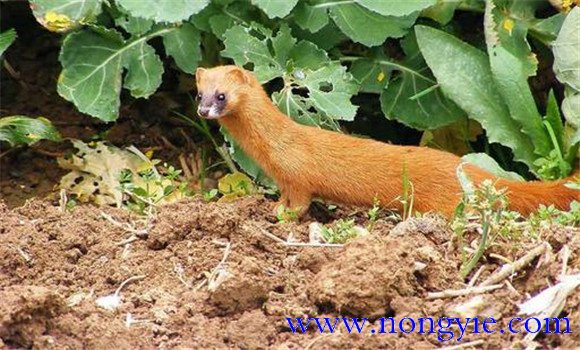 黃鼠狼對人類有害嗎？