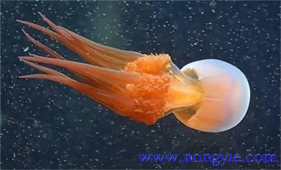 海蜇是水母嗎？