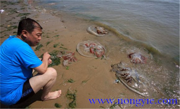 海蜇能蜇死人嗎？