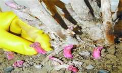 牡丹花的種植方法，牡丹花的種植和養(yǎng)護(hù)要領(lǐng)