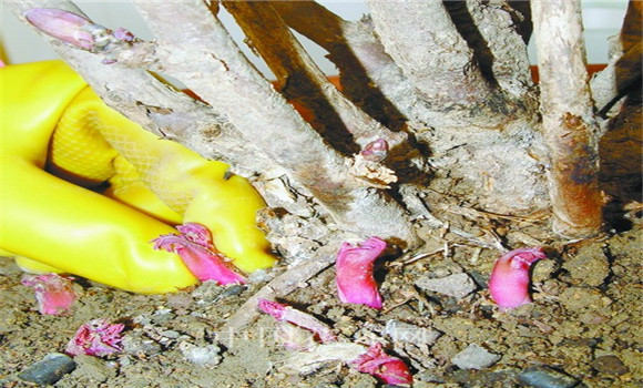 牡丹花的種植方法，牡丹花的種植和養(yǎng)護(hù)要領(lǐng)