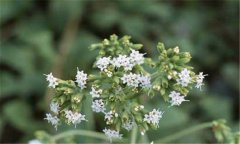 甜葉菊的扦插,甜葉菊扦插育苗技術(shù)