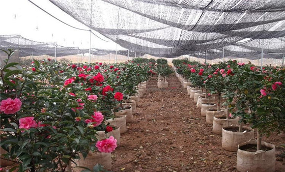 茶花的養(yǎng)殖方法，北方茶花的養(yǎng)殖方法與技術(shù)