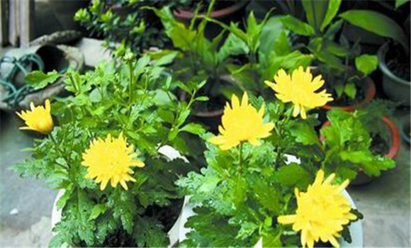 盆栽菊花養(yǎng)護(hù)，菊花種植注意事項(xiàng)知多少