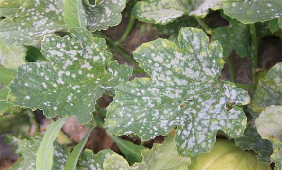 甜瓜白粉病的防治方法