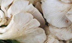 鳳尾菇如何做好吃，鳳尾菇的家常做法