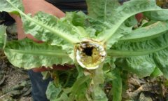 萵筍空心了還能吃嗎，萵筍空心是怎么回事？