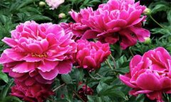 盆栽芍藥花的養(yǎng)殖方法 盆栽芍藥花怎么養(yǎng)？