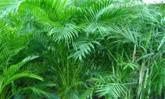 散尾葵和鳳尾竹的區(qū)別 盆栽散尾葵怎么養(yǎng)？