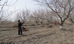 杏樹春季管理技術(shù)要點(diǎn) 春季杏樹種植管理方法