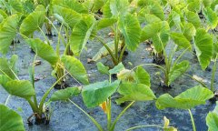 香芋種植時間與種植要點