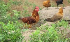 種雞養(yǎng)殖技術(shù)與管理的關(guān)鍵在哪里，共四點