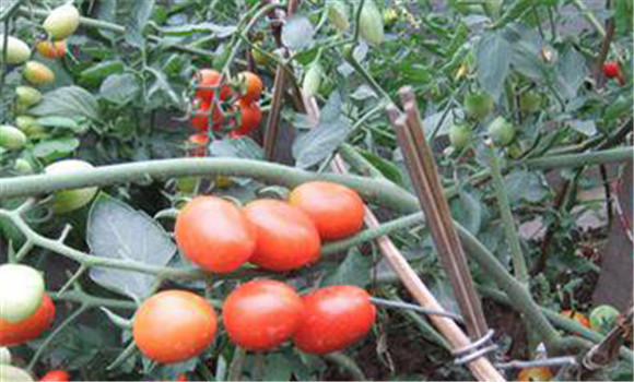 圣女果種植溫度要求