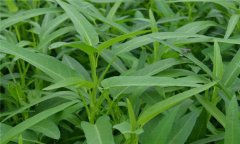 蕹菜是什么菜，有何特征？