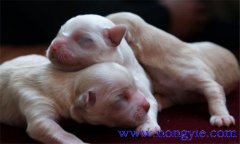 仔狗是什么意思，仔狗喂養(yǎng)注意什么？