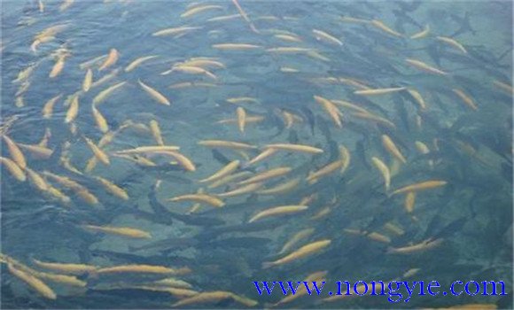 放養(yǎng)魚(yú)苗的溫度管理