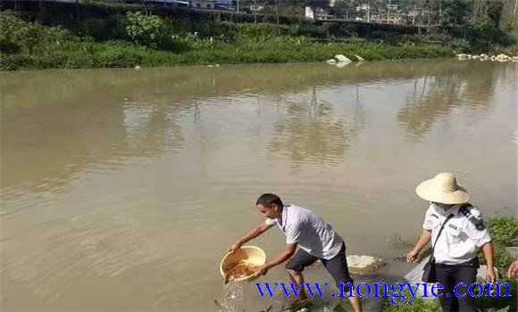 一畝水面魚(yú)苗放養(yǎng)量多少