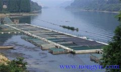 魚(yú)類氨氮中毒、藥害及泛塘的差別及解救方法