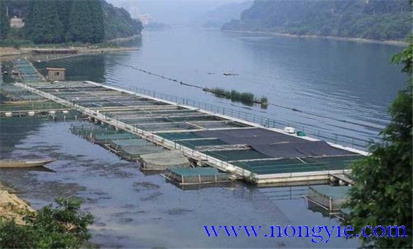 魚類氨氮中毒、藥害及泛塘的差別及解救方法