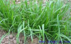 畜牧草有哪幾種？各有什么特點(diǎn)與生產(chǎn)優(yōu)勢(shì)？