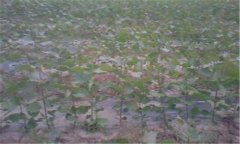 楊樹(shù)怎么育苗 楊樹(shù)扦插育苗技術(shù)要點(diǎn)介紹