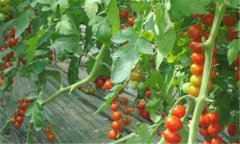 櫻桃番茄和圣女果的區(qū)別 櫻桃番茄種植技術(shù)要點(diǎn)