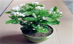 盆栽茉莉如何管理 盆栽茉莉花養(yǎng)殖方法