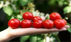 圣女果種植時(shí)間 圣女果的種植方法和技術(shù)要求