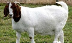 羊胃腸炎的癥狀有哪些，如何防治，用什么藥?