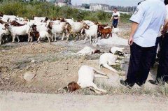 羊中毒一般是什么癥狀，如何快速解毒