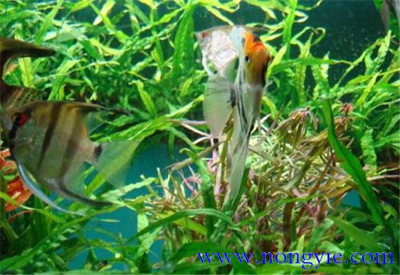 神仙魚(yú)吃什么飼料，怎么喂食