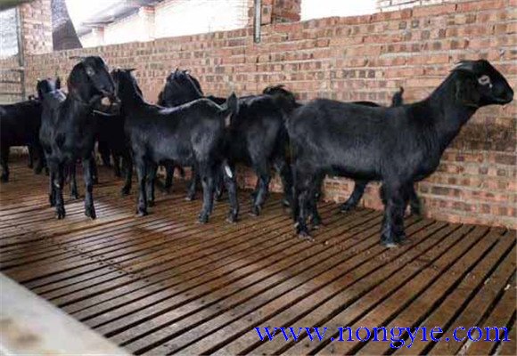 羊板皮、羊毛貨源緊張