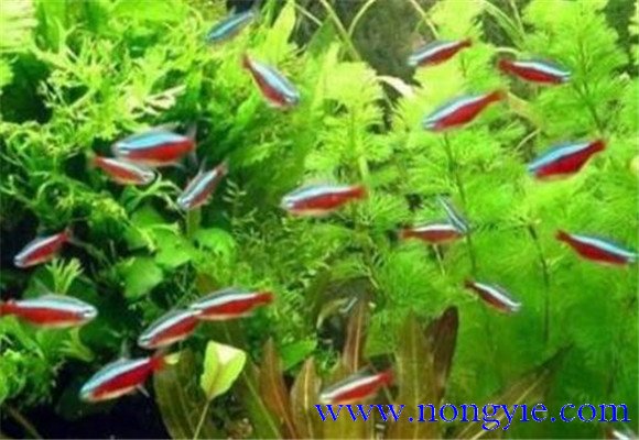 紅綠燈魚怎么養(yǎng)，紅綠燈魚的仔魚如何管理