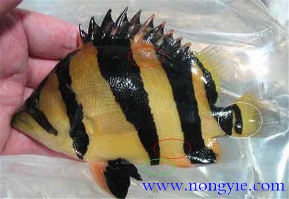 泰國(guó)虎魚(yú)吃什么