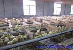 鵝場育雛室溫度多少合適、育雛室怎么消毒