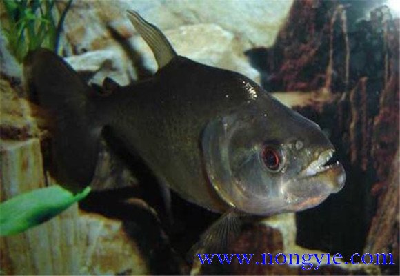 虎魚怎么養(yǎng)最好？