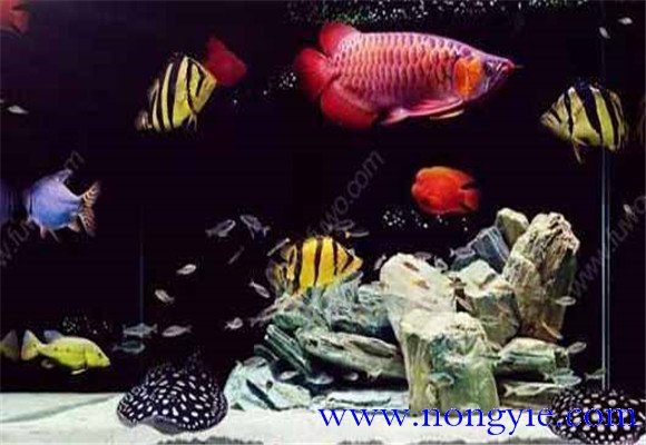 虎魚(yú)能和龍魚(yú)混養(yǎng)嗎？