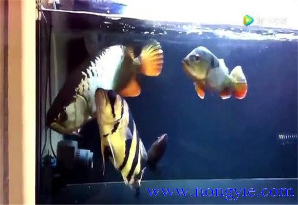 虎魚(yú)和龍魚(yú)怎么混養(yǎng)？
