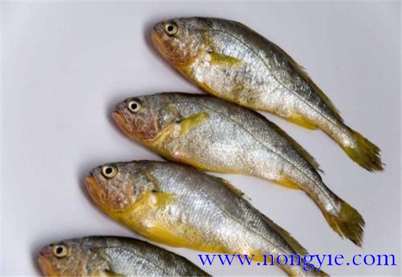 黃花魚(yú)是不是海魚(yú)？