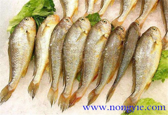 選購(gòu)黃花魚(yú)要注意哪些