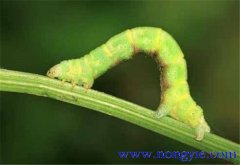 造橋蟲的防治方法 造橋蟲用什么藥治好？