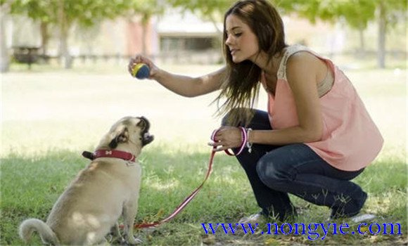 怎樣進行犬“坐下”動作的訓練