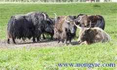 如何預(yù)防牦牛疾病,發(fā)現(xiàn)病牛應(yīng)采取什么措施