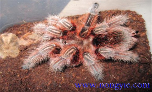 火玫瑰蜘蛛怎么養(yǎng)？