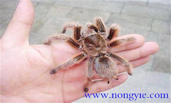 火玫瑰蜘蛛咬人嗎？